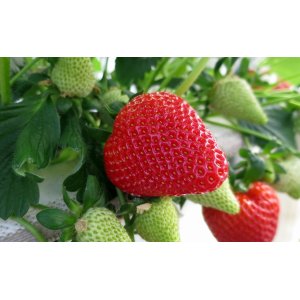 Jahoda (Fragaria x ananassa) 'OSTARA´ stálorodiaca - frigo sadenica (10 ks)